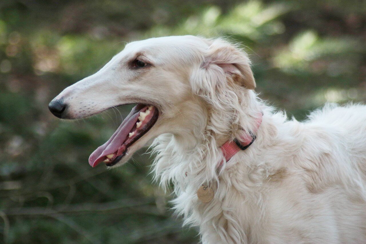 Borzoi Dog Price: Best 7 Expert Tips!