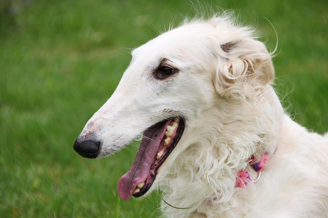 Can Dogs Eat Edamame? Best 7 Expert Tips!