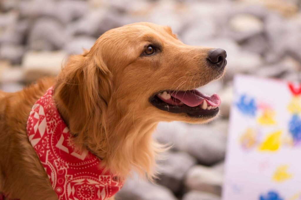 Life Expectancy of Dogs with High Liver Enzymes: Best 7 Tips