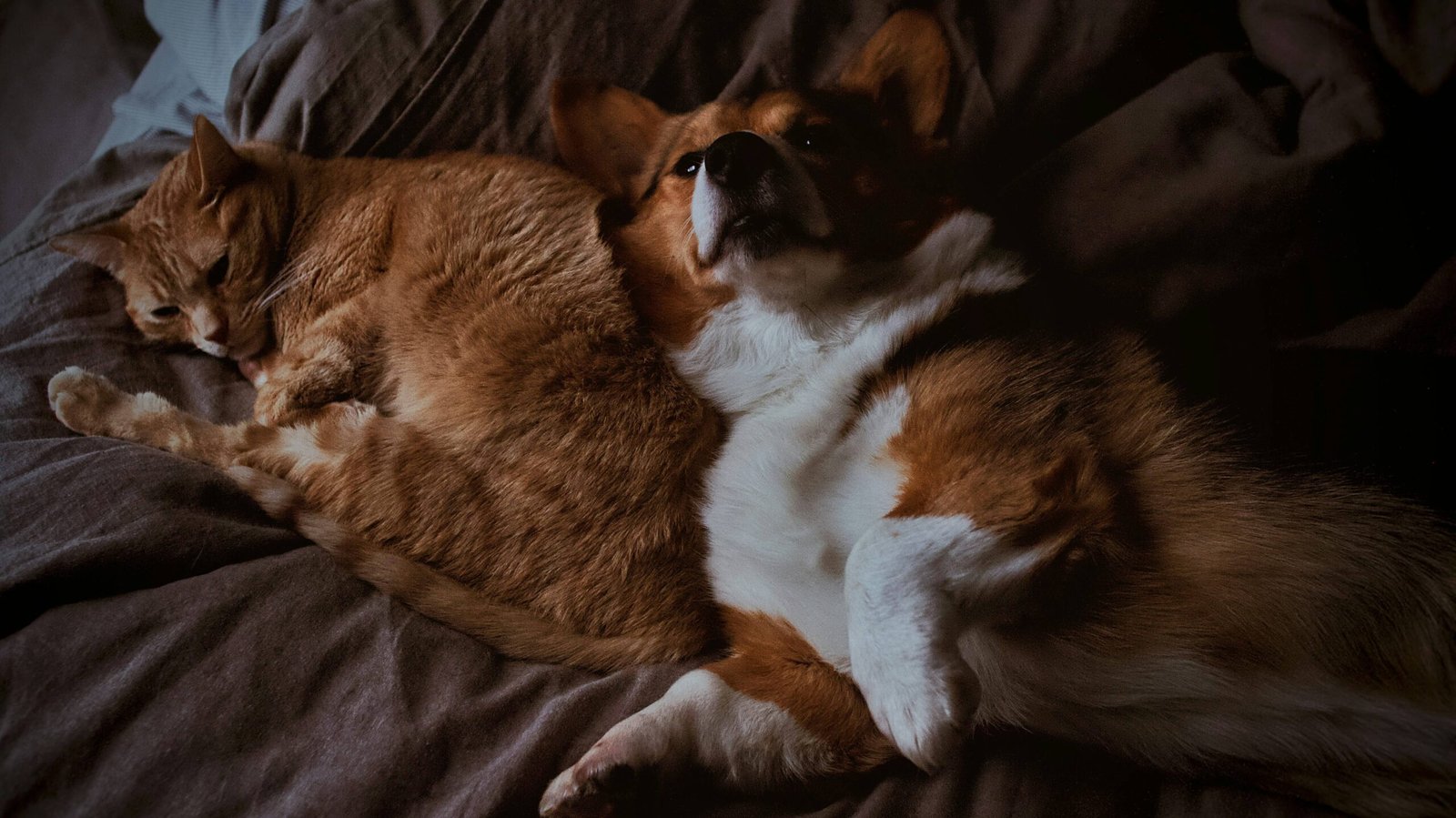How to Stop Your Dog from Eating Cat Poop: Best 7 Tips!