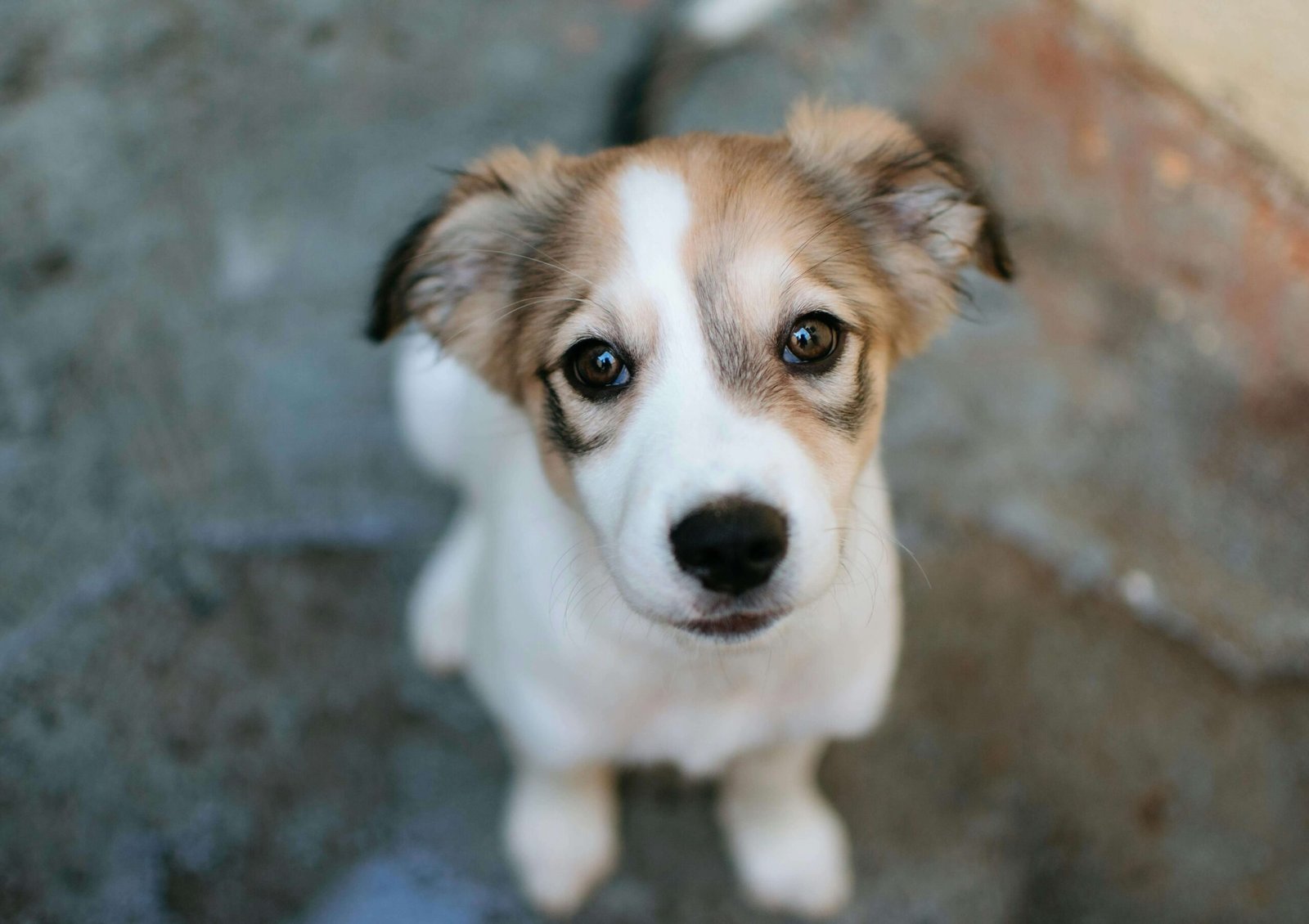 Understanding Dog Screaming in Sleep: Best 7 Behavior Tips!
