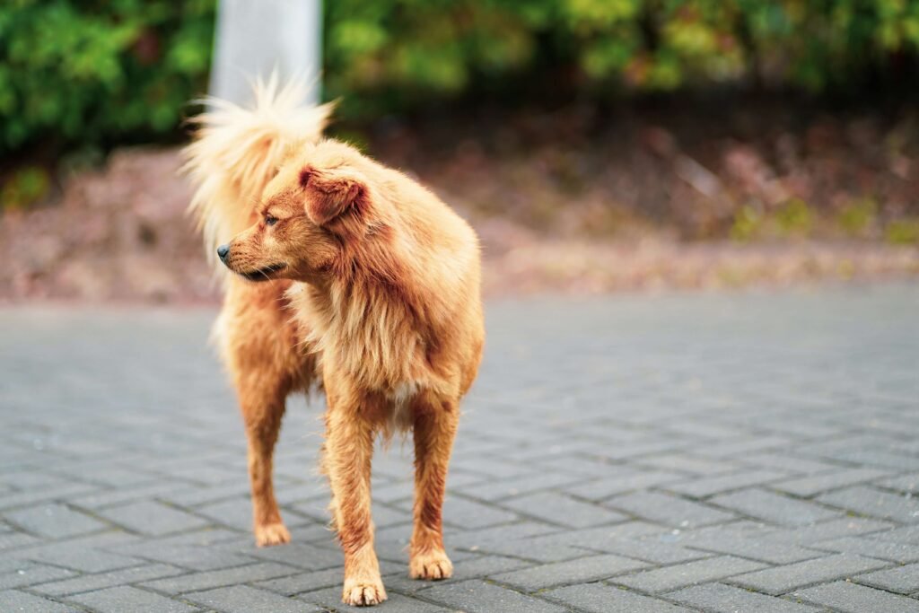 How Far Can a Dog Fall Without Getting Hurt? Best 7 Tips!
