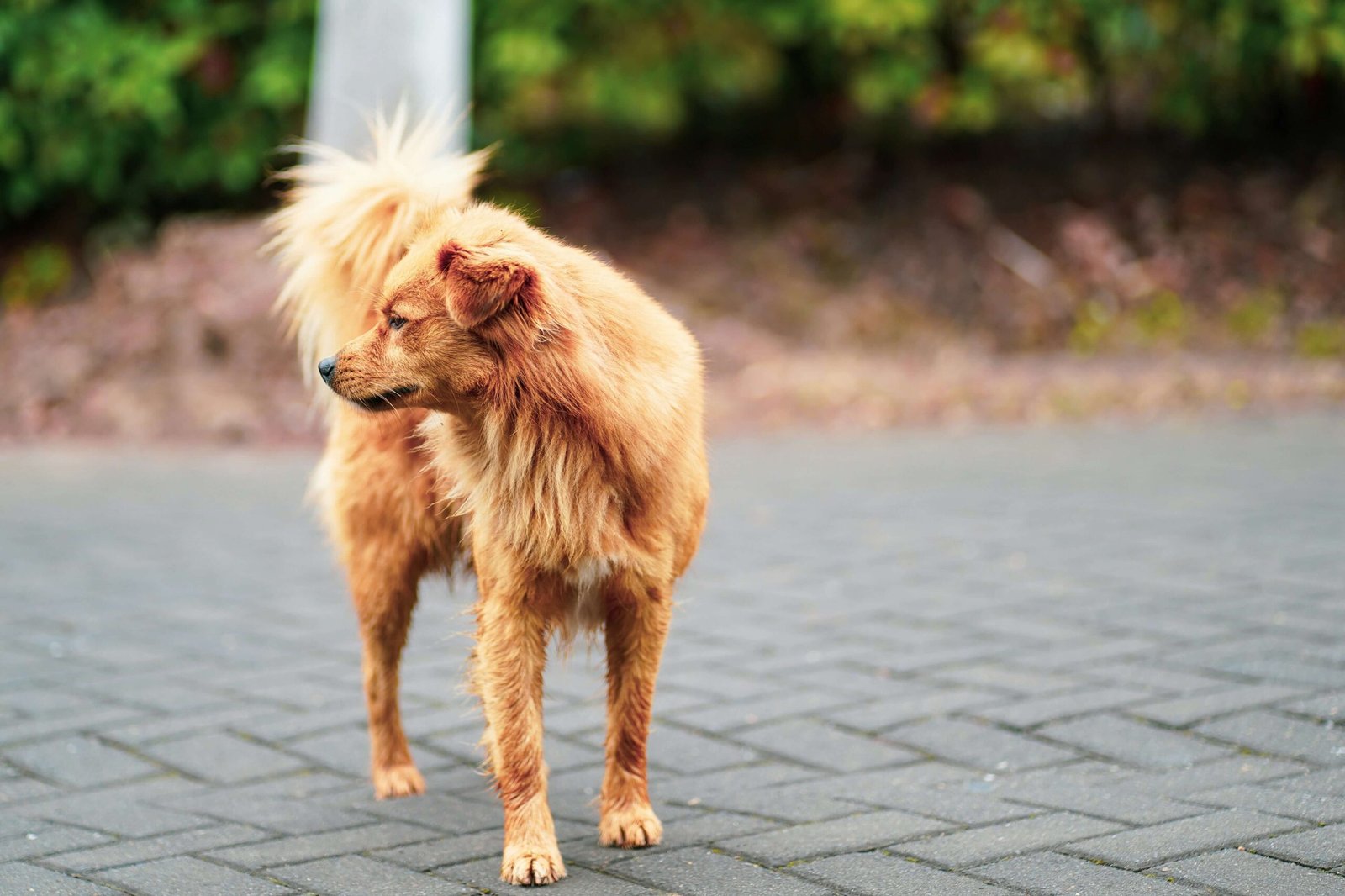 How Far Can a Dog Fall Without Getting Hurt? Best 7 Tips!