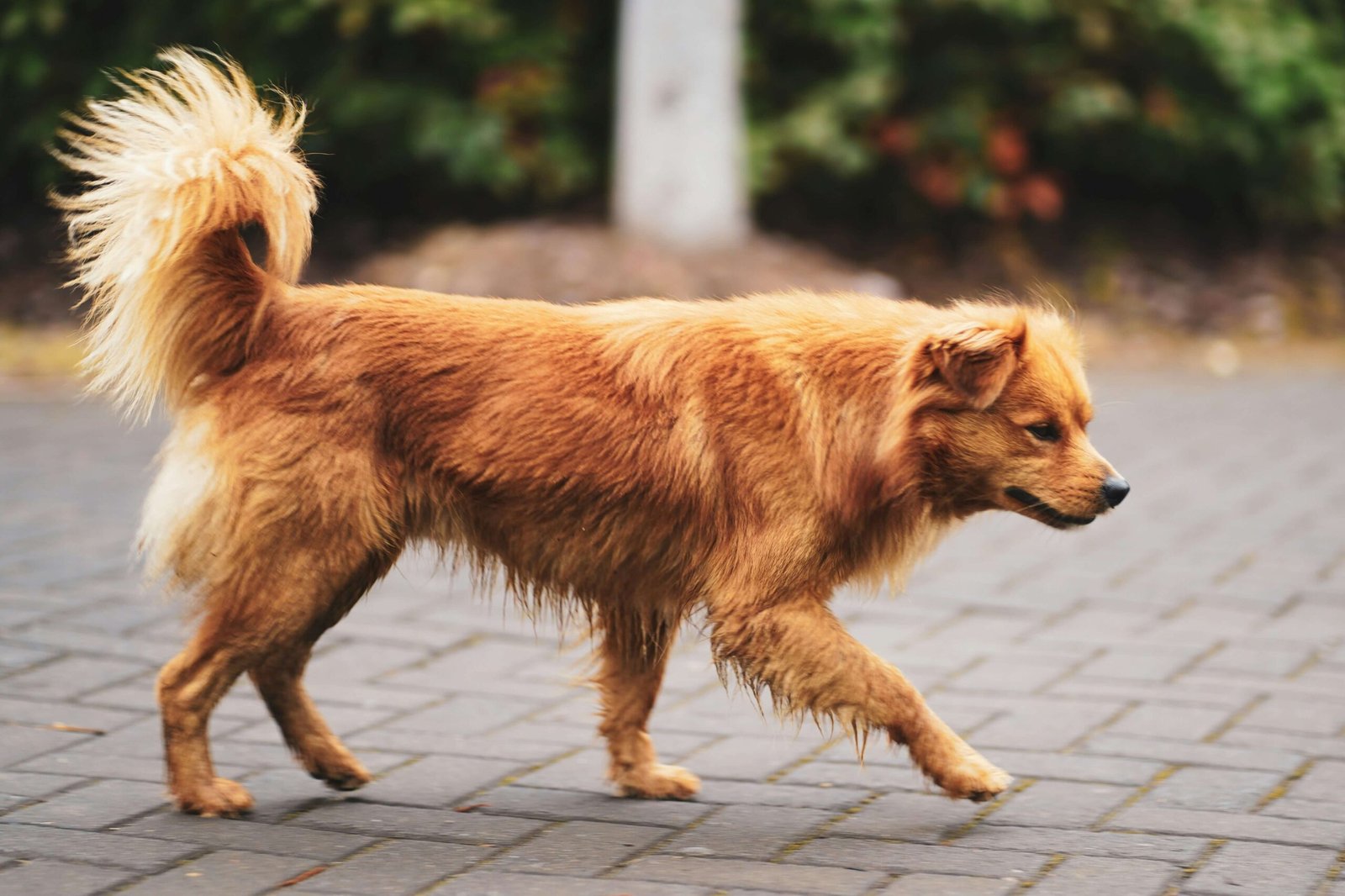 Royal Dog Names for Male Dogs: Best 7 Expert Tips!