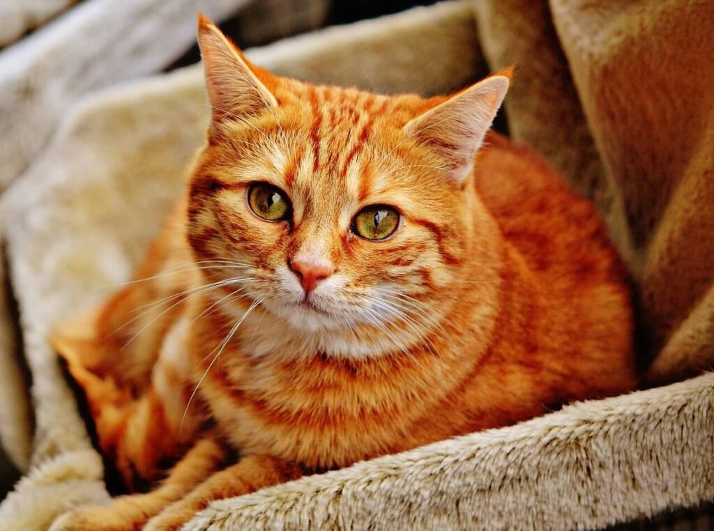 Understanding Cat Vomiting Blood: Best 7 Expert Tips!