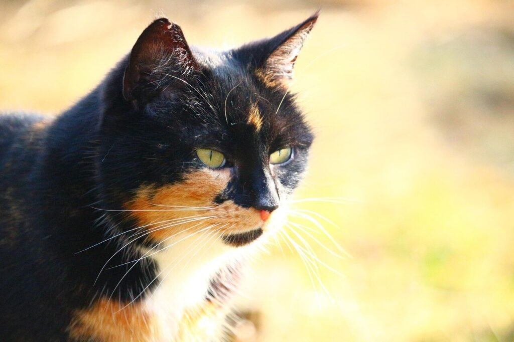 Can Cats Eat Eggs? Best 7 Expert Tips!