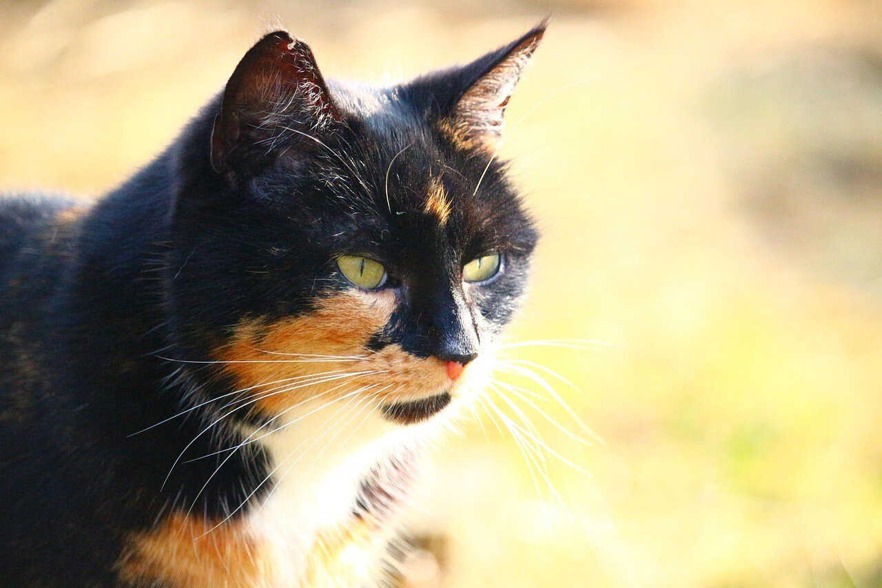 Can Cats Eat Eggs? Best 7 Expert Tips!