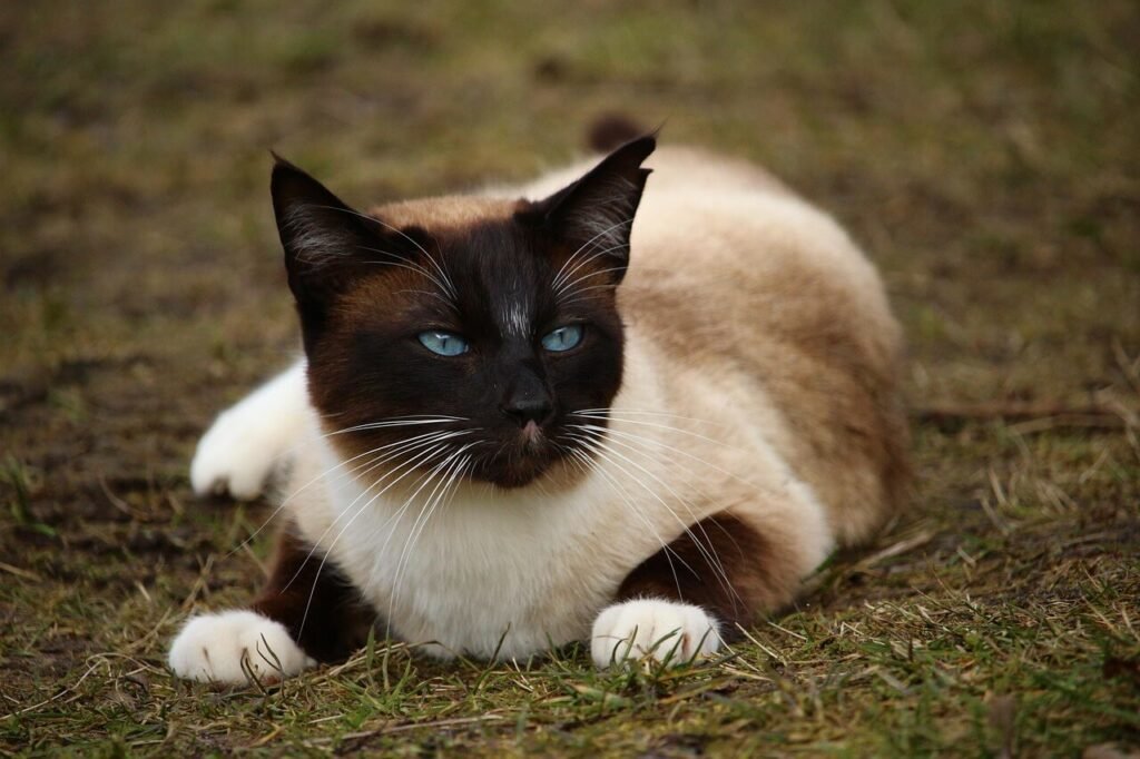 Cat Eye Discharge Red: Best 7 Health Tips!