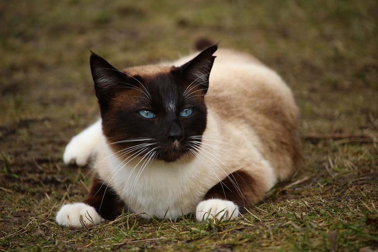 Cat Eye Discharge Red: Best 7 Health Tips!