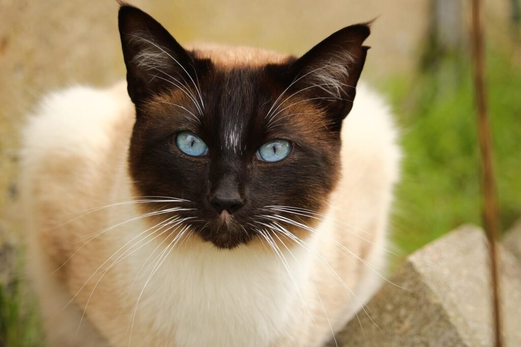 Cat Whiskers Position Meaning: Best 7 Expert Tips!