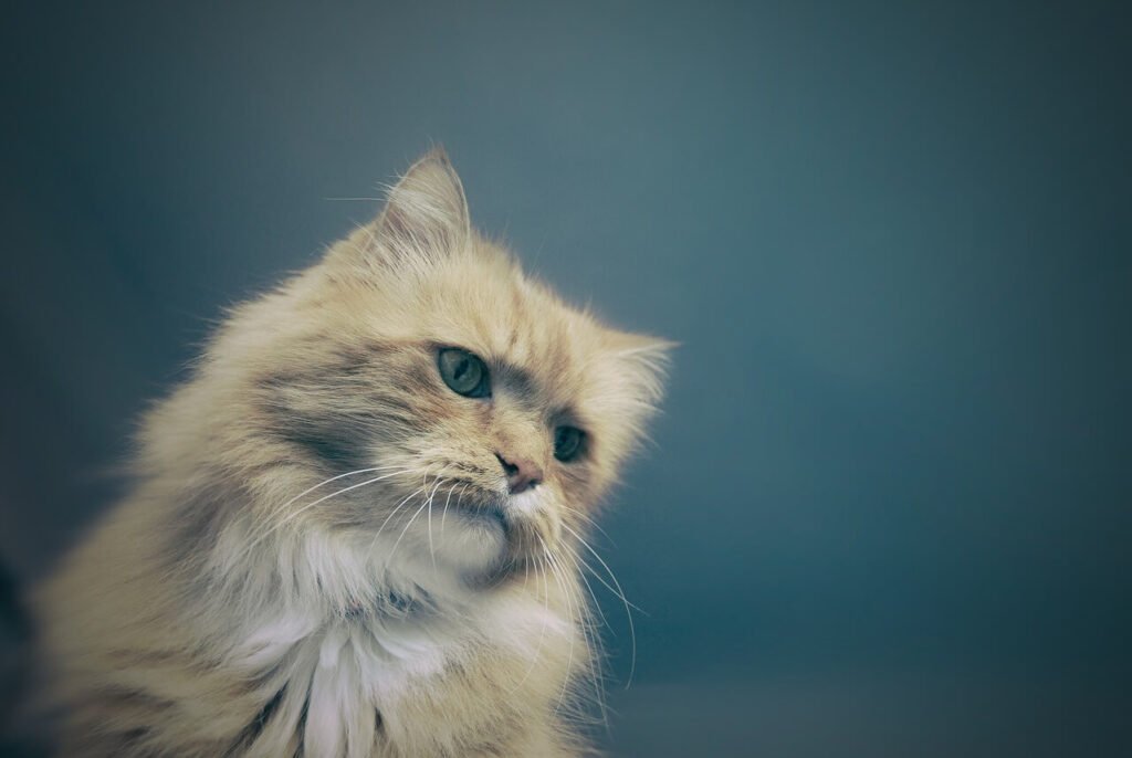 Why Does My Cat Eat So Fast? Best 7 Expert Tips!