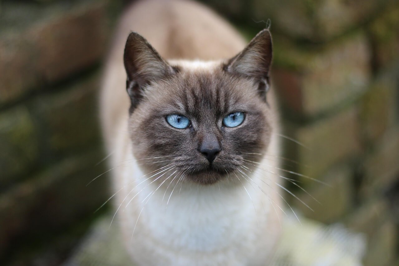 Siamese Cat Allergies: Best 7 Expert Tips!