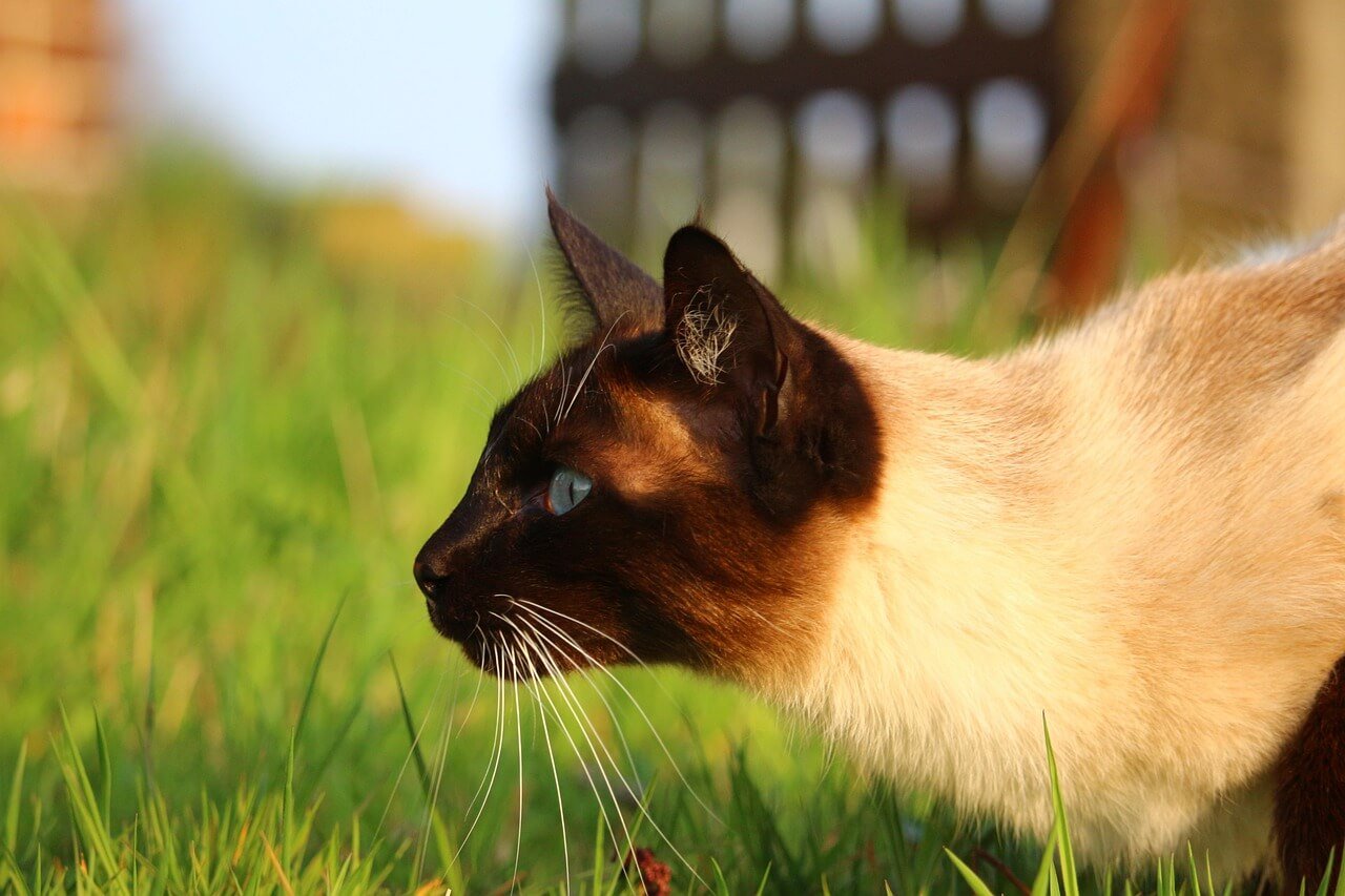 How Do I Know If My Cat Is Constipated? Best 7 Expert Tips!