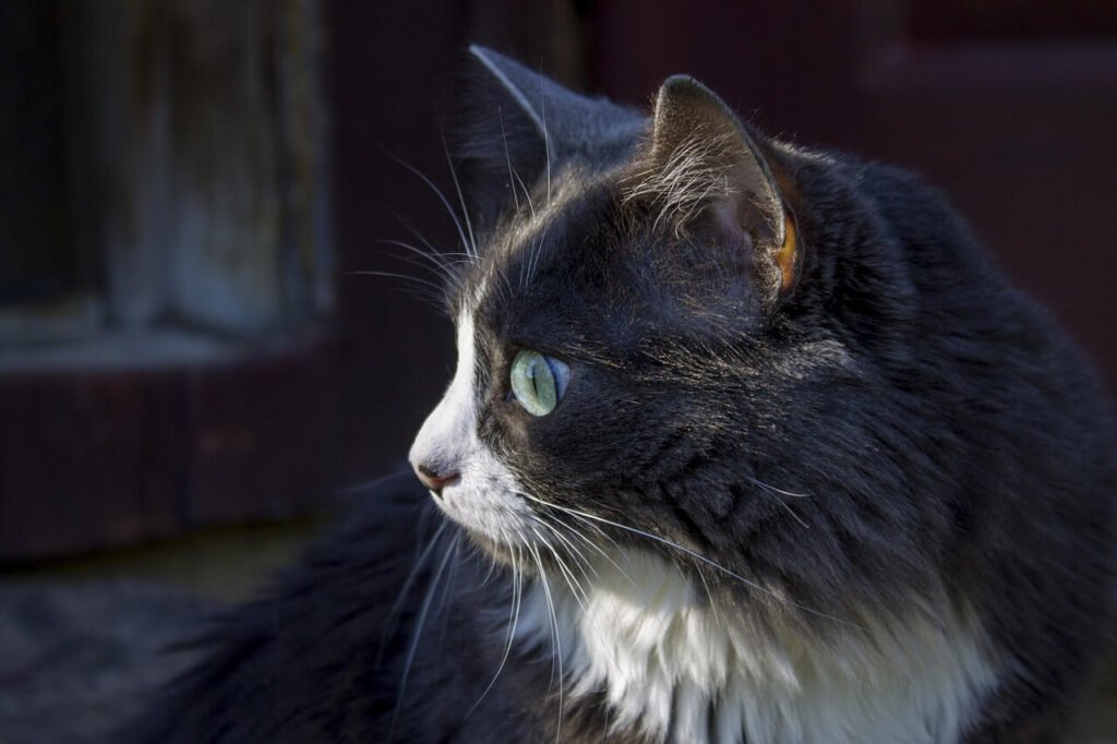 Forest Cat Breeds: Best 7 Expert Tips!