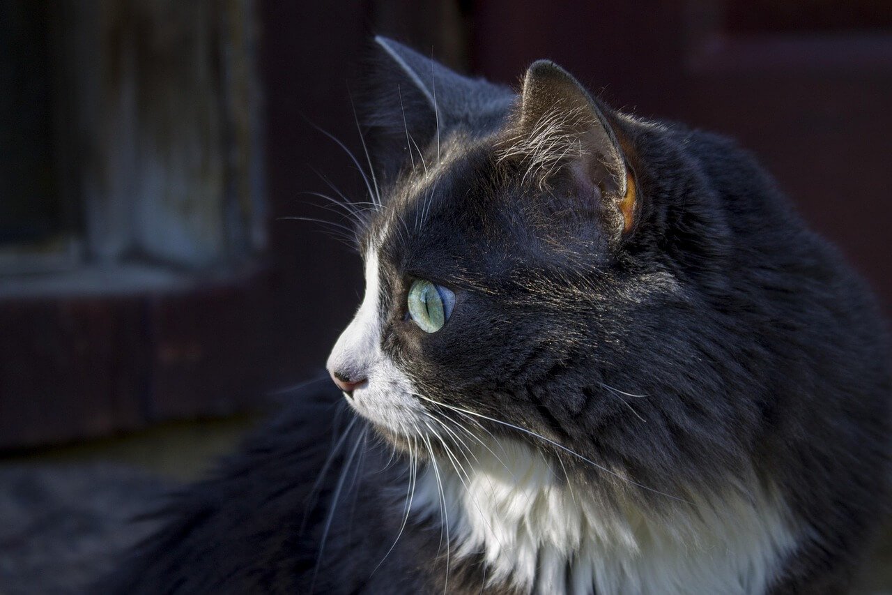Forest Cat Breeds: Best 7 Expert Tips!