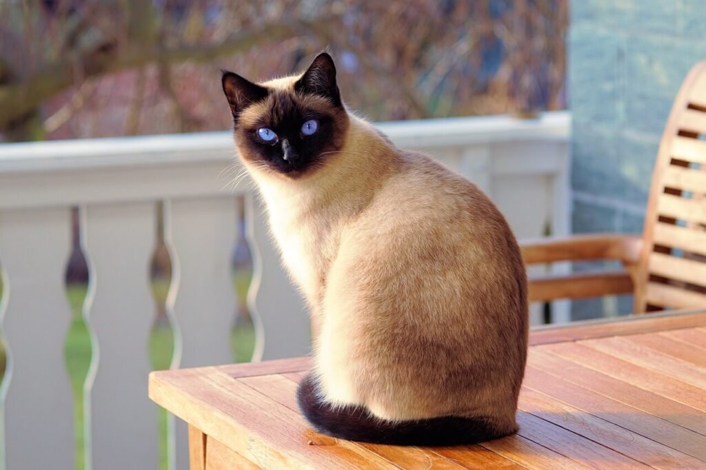 Understanding Cat Skin Conditions: Best 7 Health Tips!
