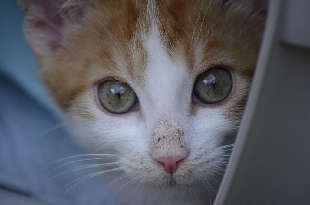 Cat Breath Smells Like Rotten Meat: Best 7 Expert Tips!