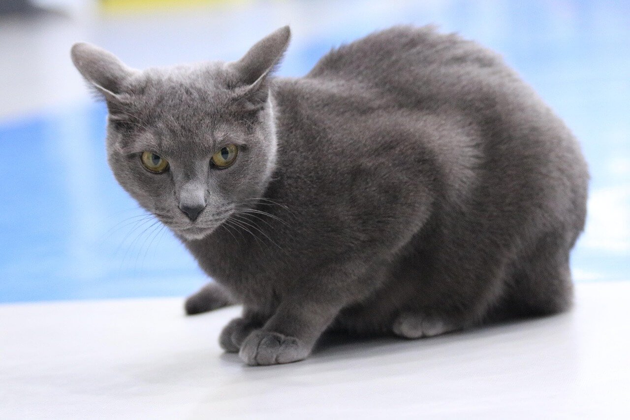 Are Dracaena Toxic to Cats? Best 7 Health Tips!