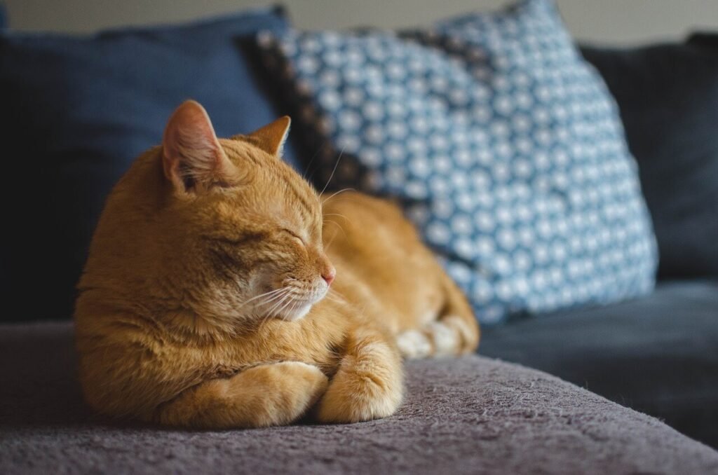 Understanding the Cost of Cat Dental Cleaning: Best 7 Tips!