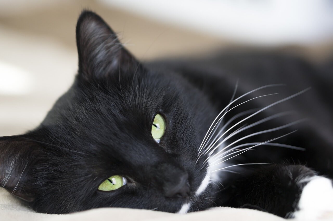 Cat Muscle Spasms: Best 7 Health Tips!