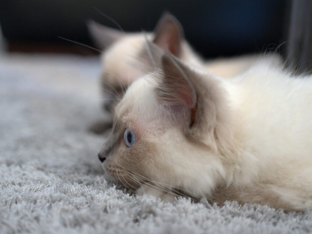 Kitten Eye Discharge: Best 7 Health Tips!