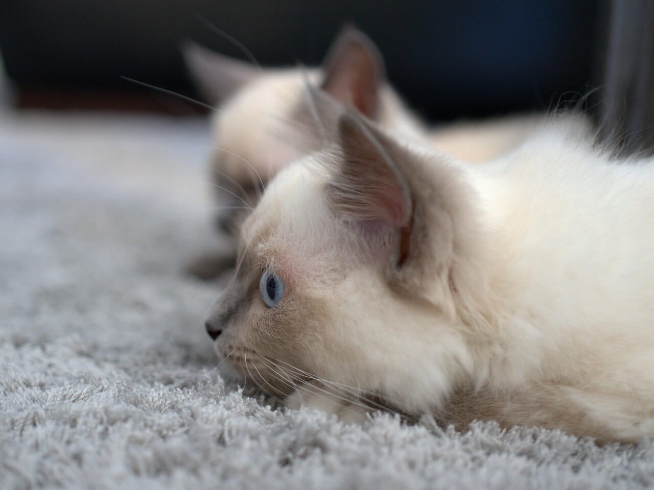 Kitten Eye Discharge: Best 7 Health Tips!