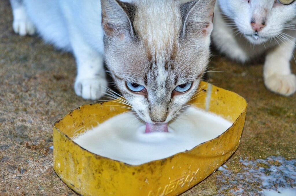 What You Need to Adopt a Cat: Best 7 Expert Tips!