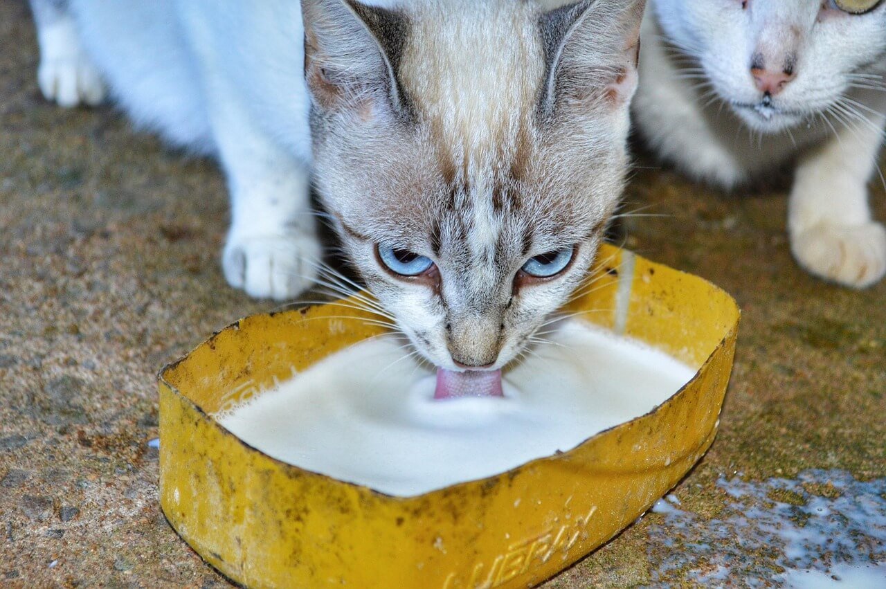What You Need to Adopt a Cat: Best 7 Expert Tips!