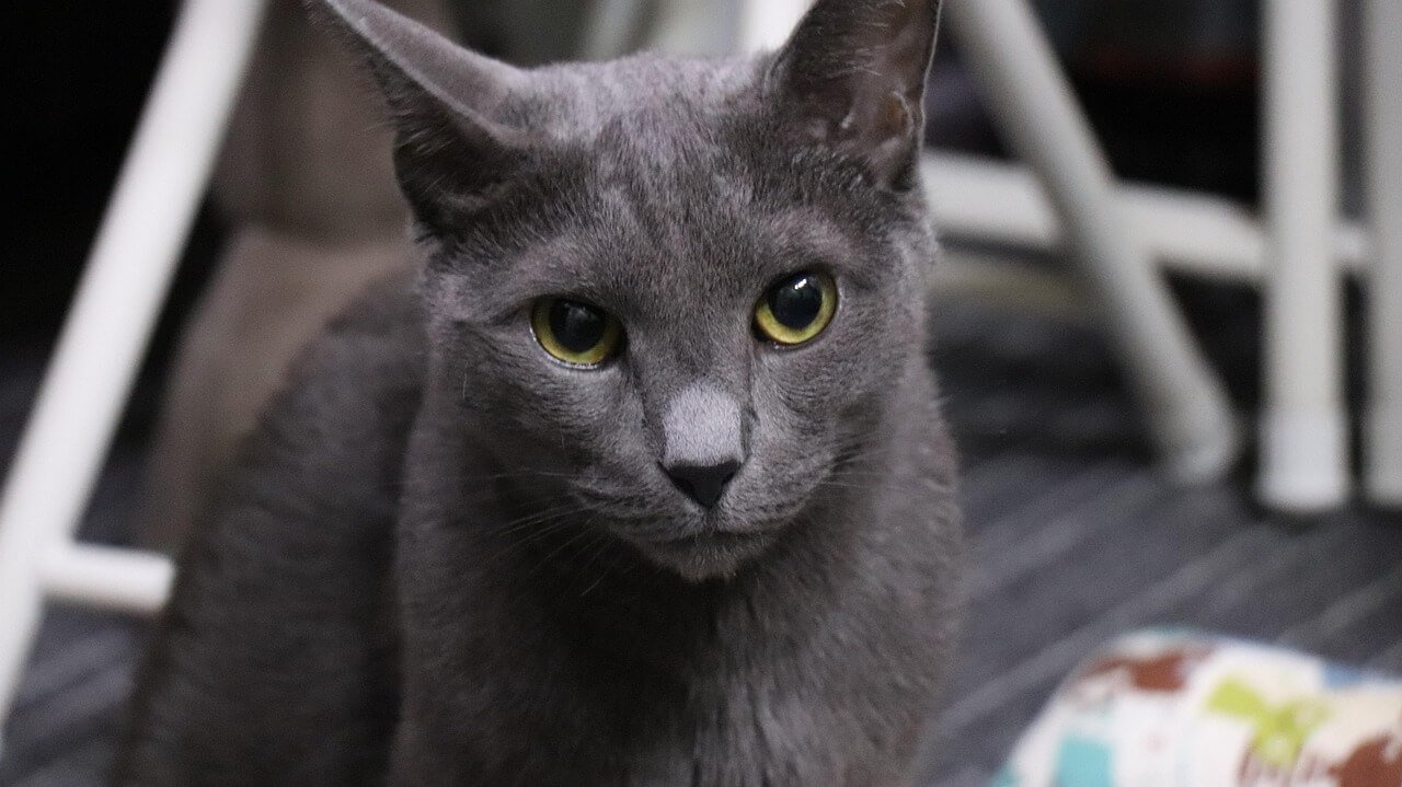 Cat Swollen Chin: Best 7 Health Tips!