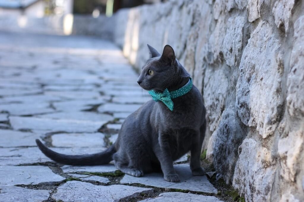 Cat Eye Discharge Green: Best 7 Health Tips!