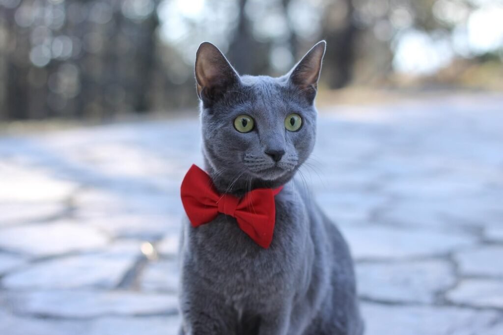Why Do Cats Put Their Ears Back? Best 7 Expert Tips!