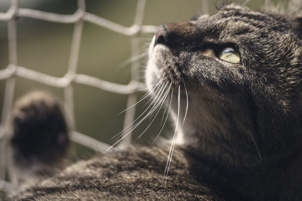 Decoding Sick Cat Body Language: Best 7 Health Tips!