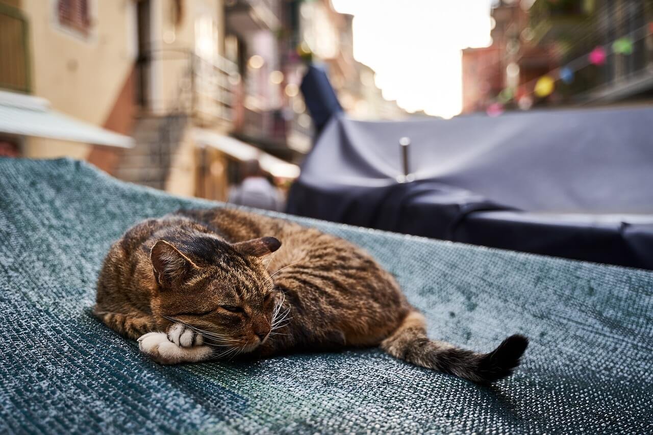 Diabetic Cat Vomiting: Best 7 Health Tips!