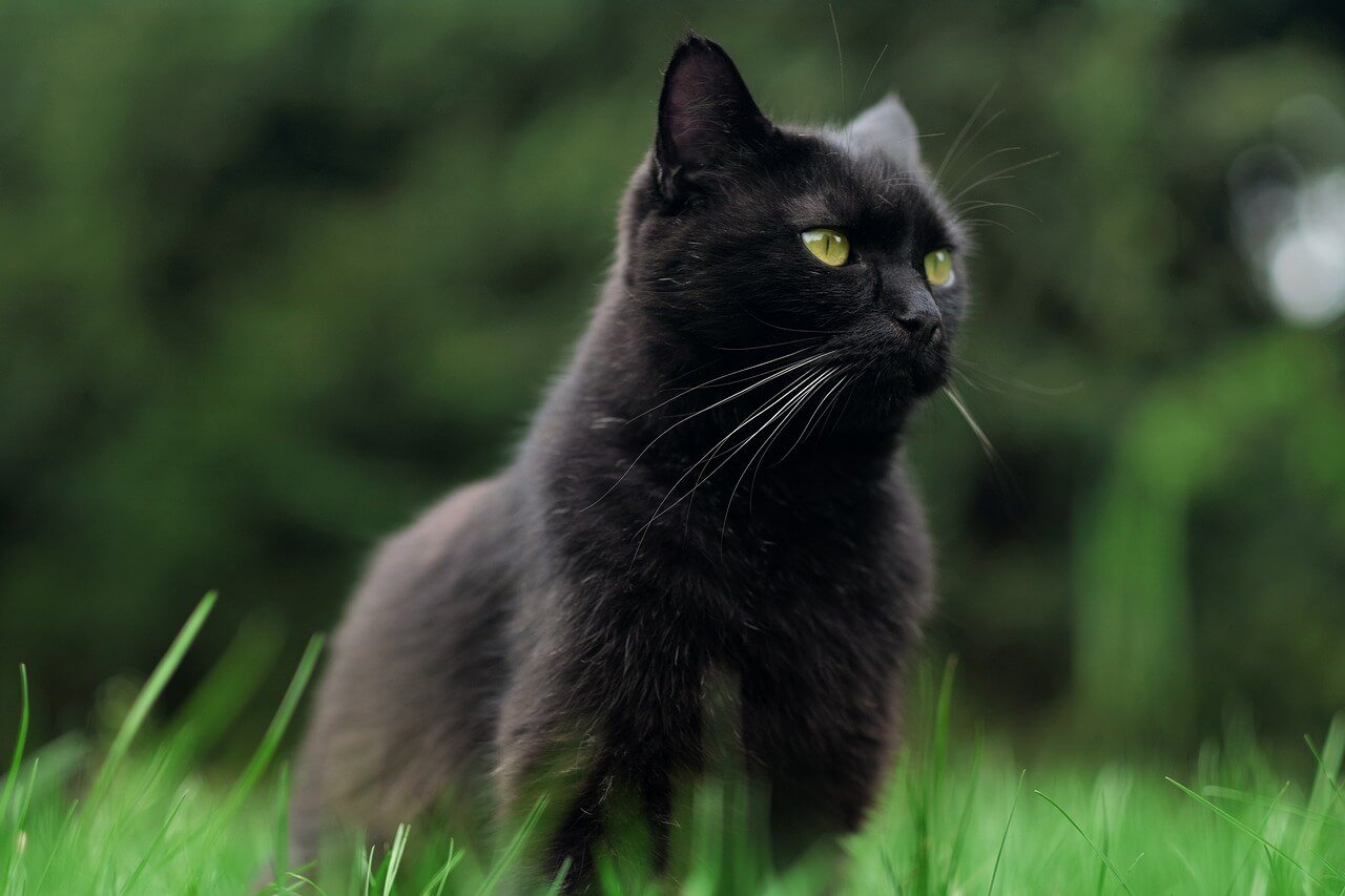 How to Make a Cat Sneeze: Best 7 Expert Tips!