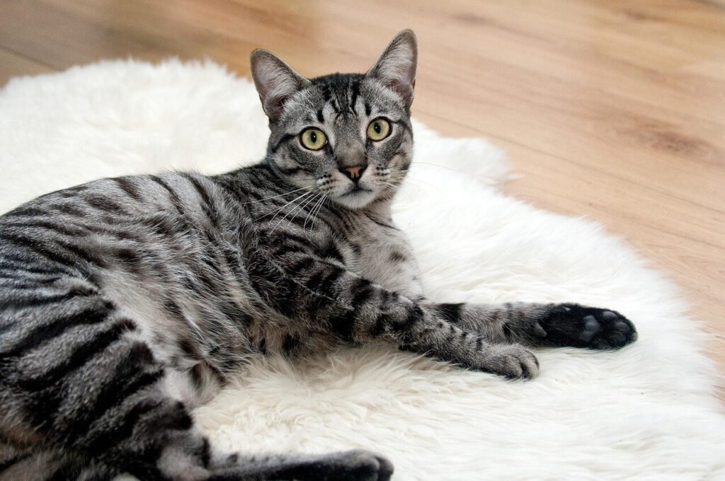 My Cat Keeps Scratching But Doesnt Have Fleas: Best 7 Tips!