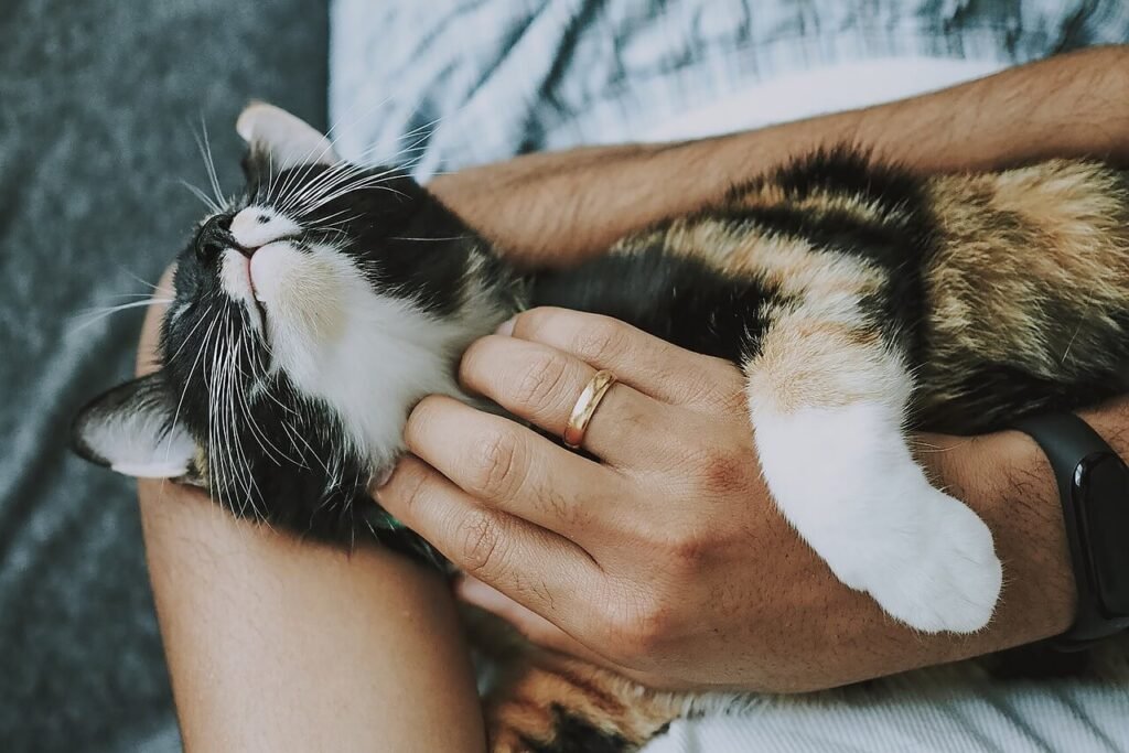 Why Is My Cat So Hyper? Best 7 Expert Tips!