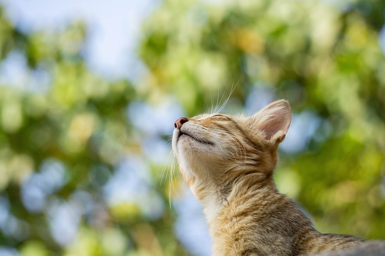 Cat Overheating Symptoms: Best 7 Expert Tips!