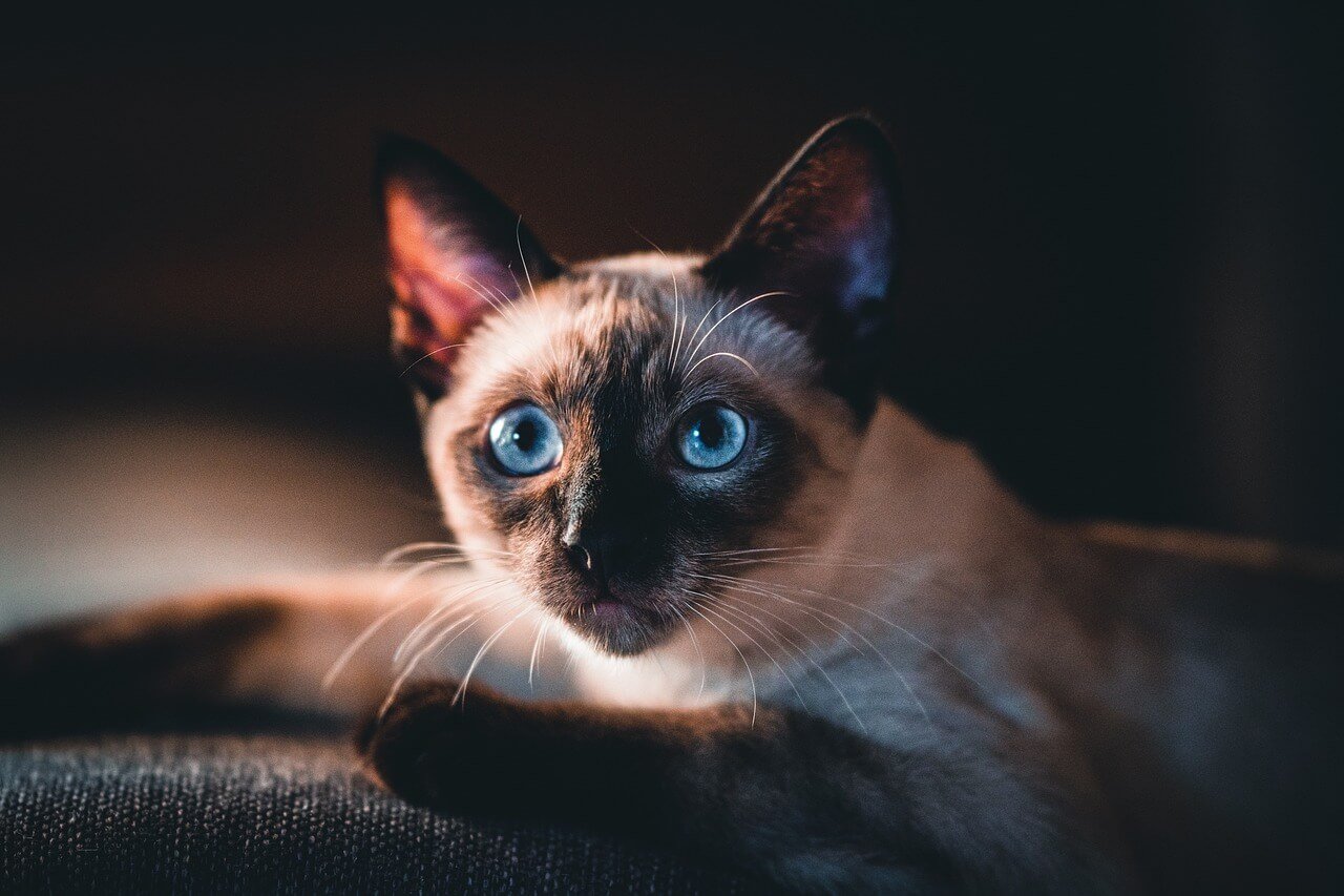 Why Is My Cat Drooling When I Pet Him? Best 7 Expert Tips!