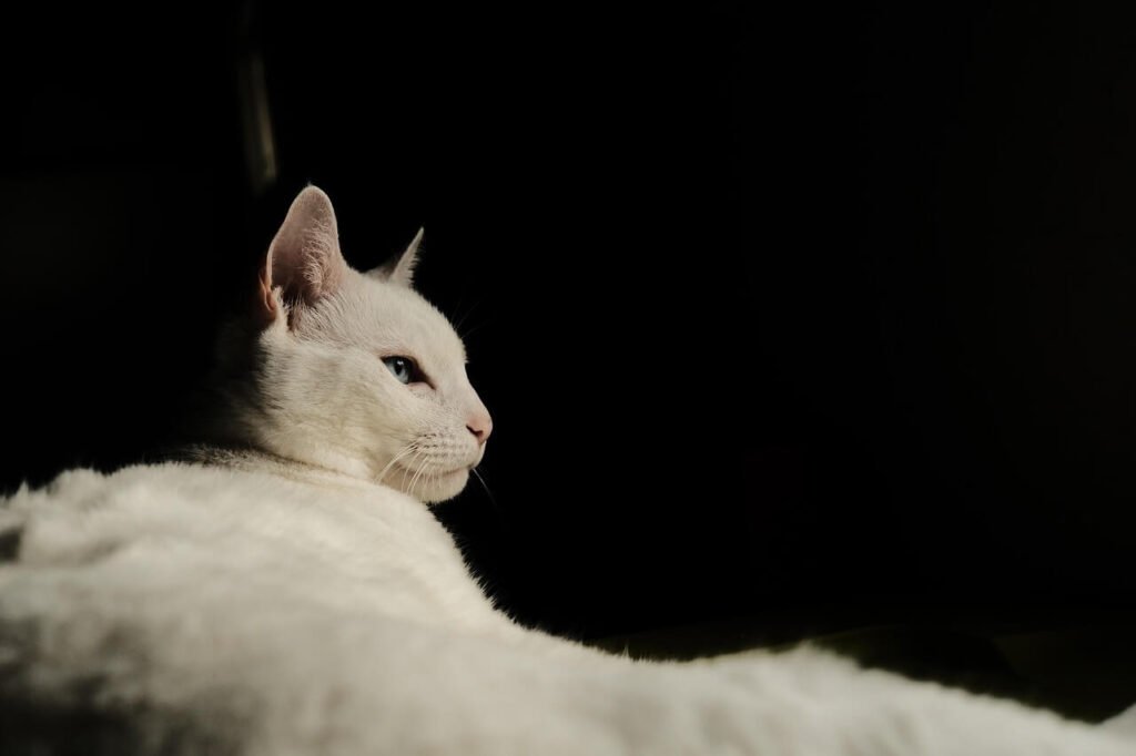 Understanding Cat Allergy Tests: Best 7 Health Tips!