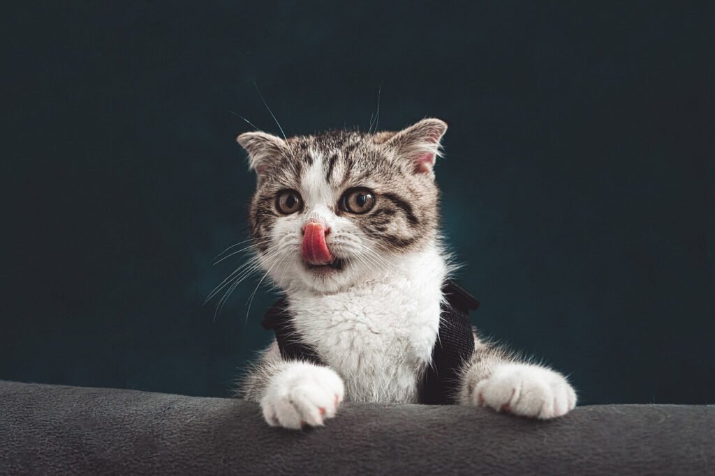 Why Is My Cat Eating Litter? Best 7 Expert Tips!