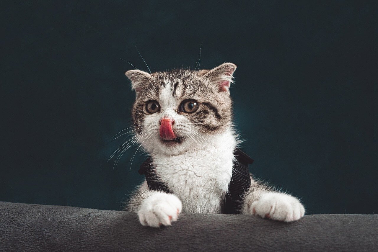 Why Is My Cat Eating Litter? Best 7 Expert Tips!