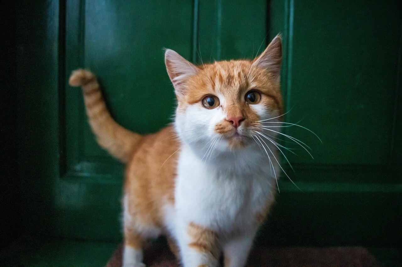 Can Cats Have Autism? Best 7 Health Tips!