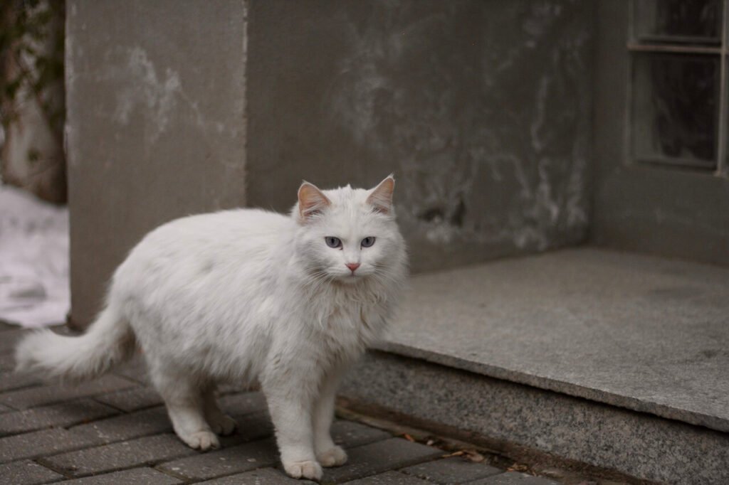 Why Is My Cat Trembling? Best 7 Expert Tips!