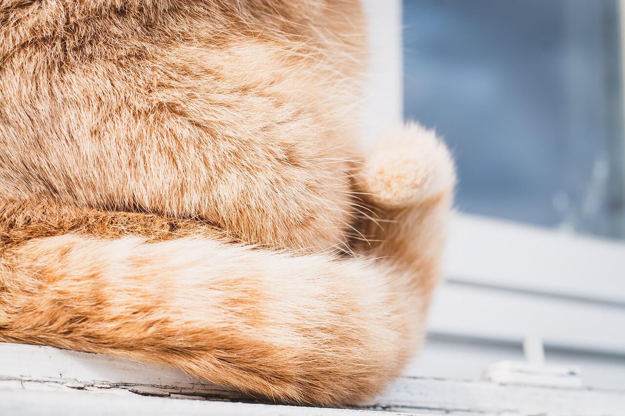 The Question Mark Tail Cat: Best 7 Expert Tips!
