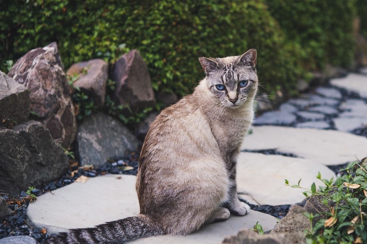 Why Does My Cat Not Make Biscuits? Best 7 Expert Tips!