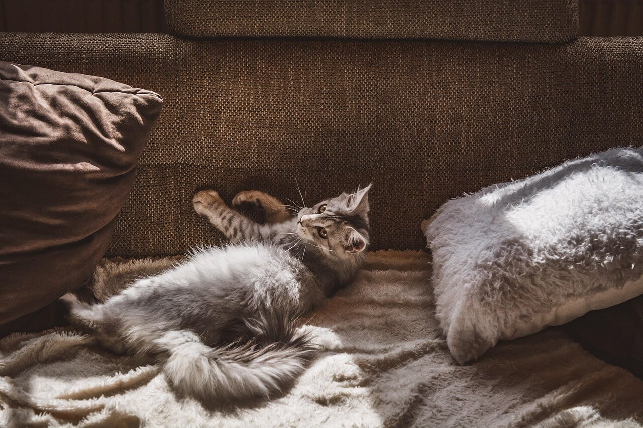 Why Do Cats Show You Their Butt? Best 7 Expert Tips!