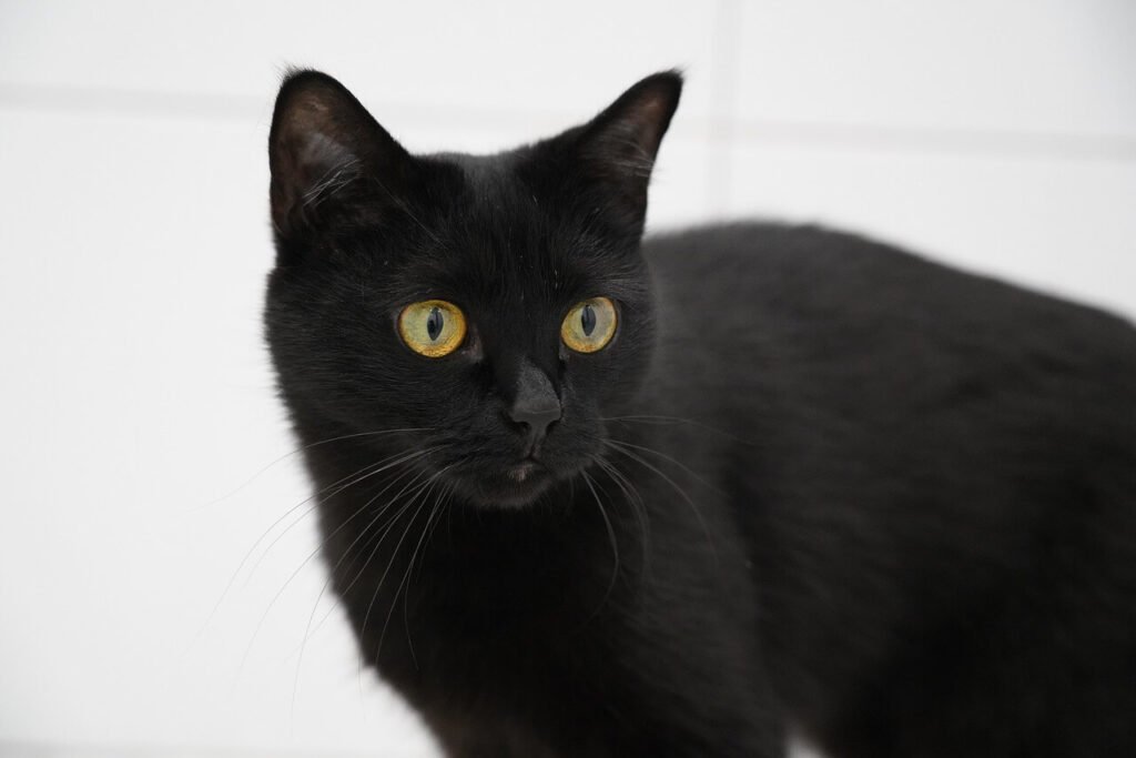 Cat Acne on Nose: Best 7 Health Tips!