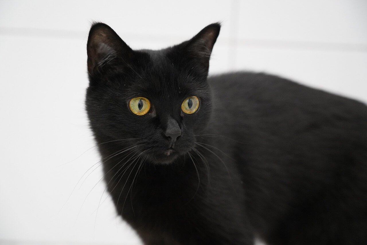 Cat Acne on Nose: Best 7 Health Tips!