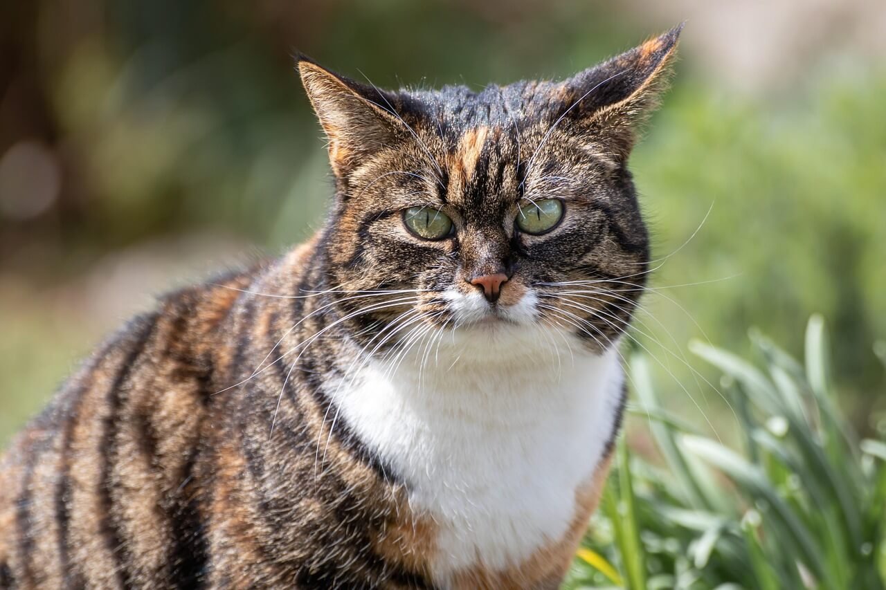 Why Does My Cat Only Like Me? Best 7 Expert Tips!