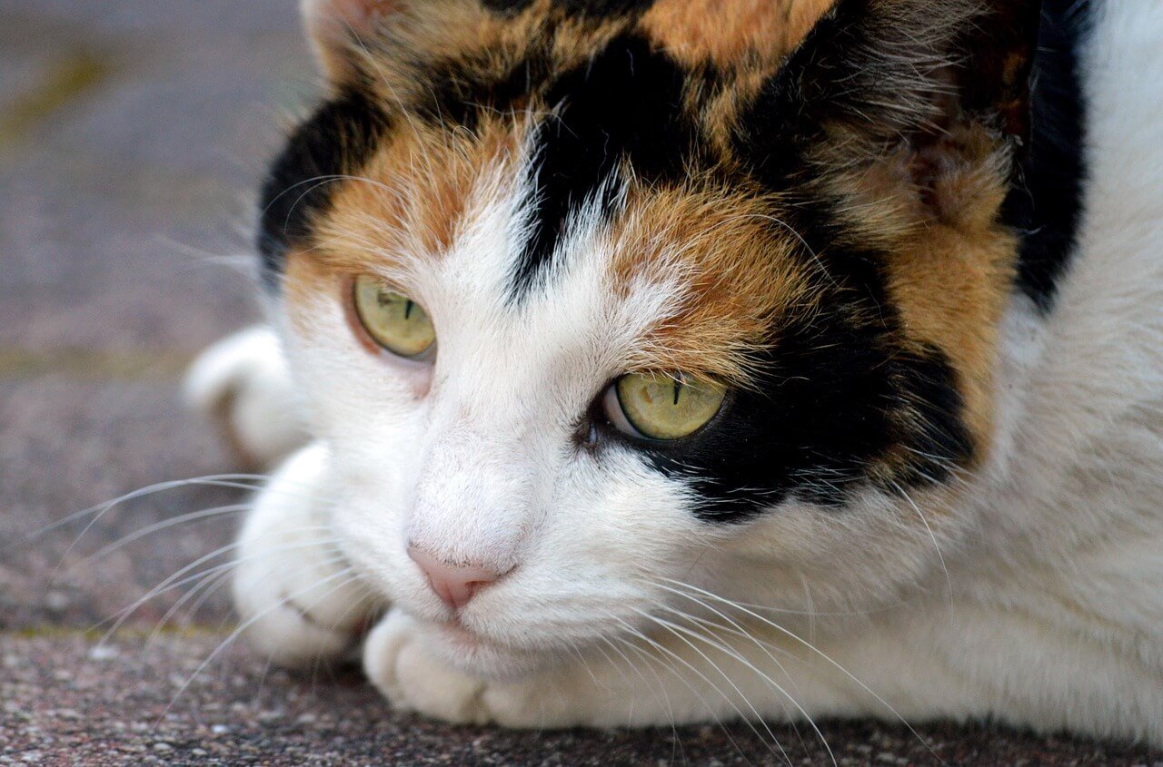 Asian Cat Names: Best 7 Expert Tips!